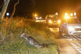 Weer hert aangereden op Zeeweg Overveen