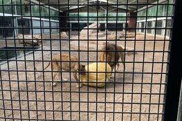 Makro Beverwijk doneert reuze pompoen aan leeuwenverblijf