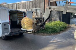 Makro Beverwijk doneert reuze pompoen aan leeuwenverblijf