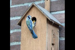 Vogelhuisjes maken bij Kinderboerderij de Baak