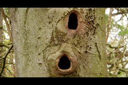 Dierensporen en Vogels Koningshof