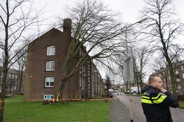 Boom op flat gevallen in Beverwijk