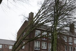 Boom op flat gevallen in Beverwijk