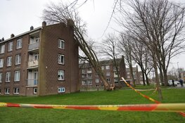 Boom op flat gevallen in Beverwijk