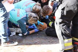 Kat overleden en veel schade bij brand in Haarlemse woning