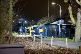 Boom valt op clubhuis softbalvereniging Schoten, plafond komt naar beneden