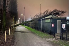 Boom valt op clubhuis softbalvereniging Schoten, plafond komt naar beneden