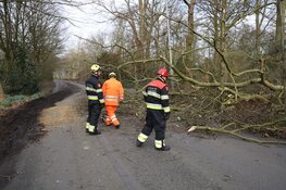 Fonteinlaan in Haarlem gestremd door meerdere omgewaaide bomen