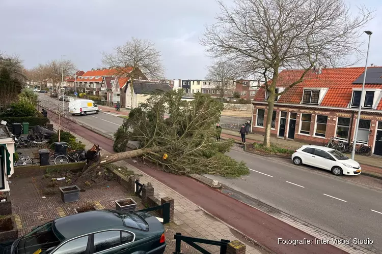 Omgewaaide boom op de Rijksstraatweg Haarlem