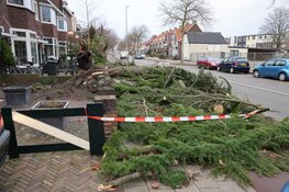 Omgewaaide boom op de Rijksstraatweg Haarlem
