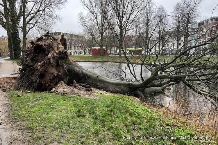 Boom geveld door storm in Haarlem