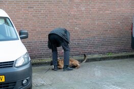 Onderzoek naar vannacht beschoten rijdende auto in Haarlem