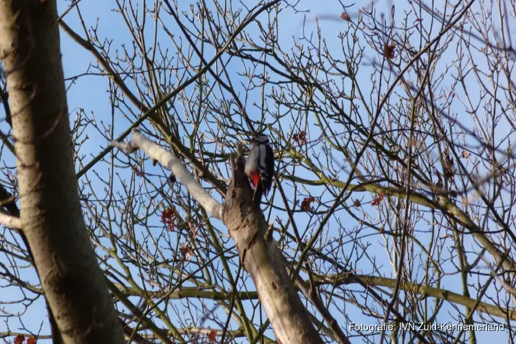 Vogelexcursie buitenplaats Elswout op 29 maart