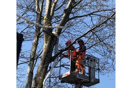 Noord-Holland plaatst eekhoornbrug in gemeente Bloemendaal