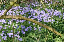 Stinsenplantendag op Thijsse's Hof