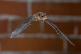 Nachtelijk ecologisch onderzoek in Heemskerk van start