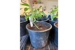 De Kennemer Praktijkschool organiseert de jaarlijkse Plantjesmarkt
