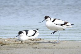 Vogels kijken rond het Landje van Gruijters