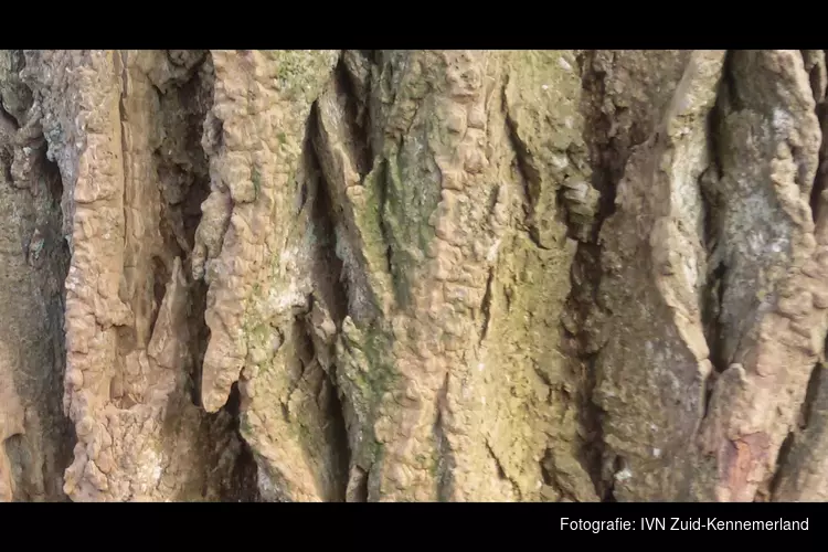 Bomen en planten in de Haarlemmer Kweektuin