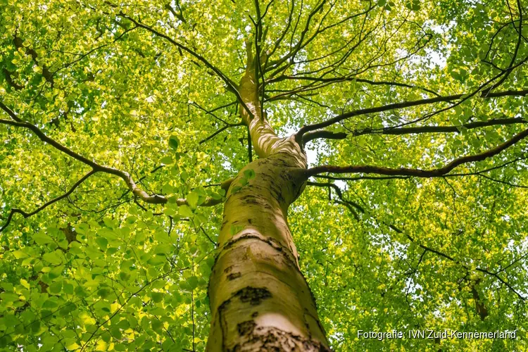 Bomen en planten in de Haarlemmer Kweektuin