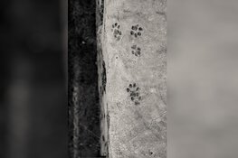Tentoonstelling Kraaienpootjes en middag over voetsporen op Kinderboerderij de Baak