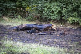 Bermbrandje langs de N205 bij Haarlem