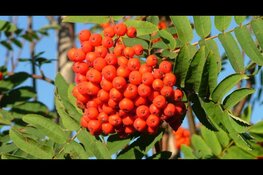 Vruchten, bessen en nazomerbloei in wandelbos Groenendaal