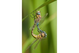 College les Bas Meelker – Macrofotografie