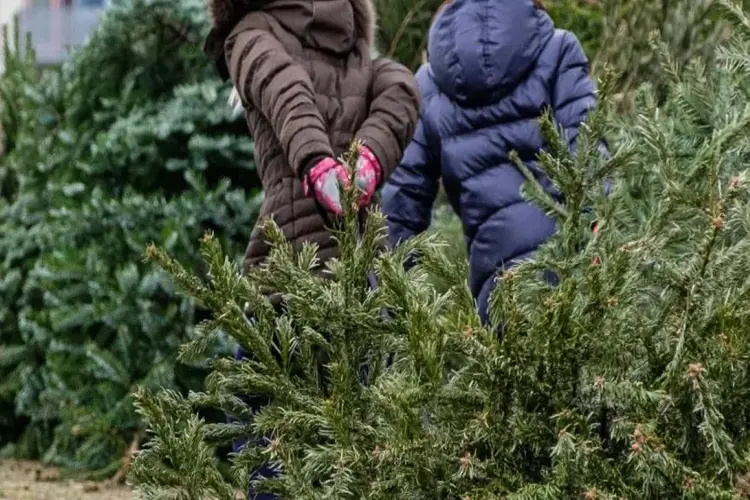 Na de feestdagen van uw kerstboom af? Doe mee met de kerstbomenactie!
