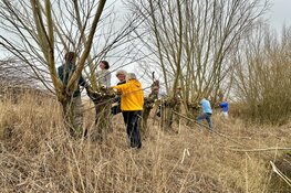 Wilgen knotten langs de Liniedijk