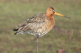 Ontdek fietsend de Krommenieër Woudpolder: Het mooiste weidevogelgebied van Nederland