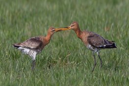Fotoworkshop weidevogels in de Hempolder bij Akersloot