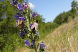 Natuurnetwerk Nederland versterkt natuur in Zanderij Noord
