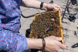 Bijenzwerm nestelt zich op fiets bij de hockeyclub in Haarlem