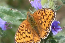 Vlinders in de zomer