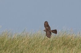 Trekvogels tellen op zaterdag 30 september