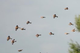 Trekvogels tellen op zaterdag 30 september