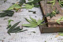 Hennepplantage in pand Poortstraat Haarlem