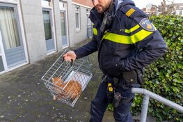 Kat gered uit water in Haarlem