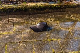 Auto in brand op parkeerplaats tennisvereniging Bennebroek