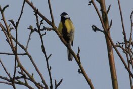 Vogelzang op Elswout, excursie op 17 maart