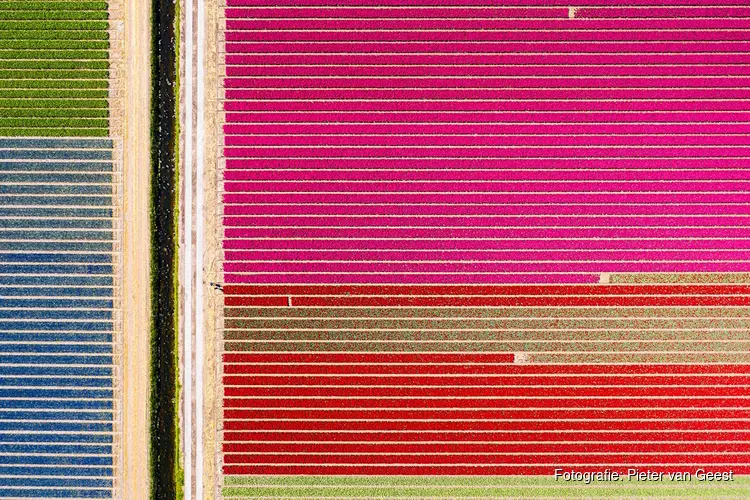 Expositie Het Nieuwe Leven  13 kunstenaars geven hun visie op Het Nieuwe Leven in het Raadhuis voor de Kunst in Oud-Velsen