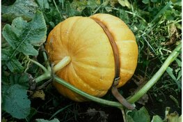 De natuur van Sjoerd Buisman