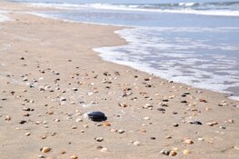 "Ontdek het leven op het strand tijdens strandexcursie Wijk aan Zee