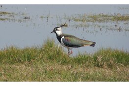 Ga met de boswachter op pad door de Hempolder bij Akersloot