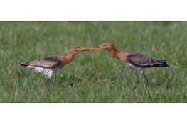 Unieke fotoworkshop weidevogels in de Hempolder bij Akersloot / zaterdag 18 mei 2024