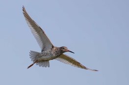 Unieke fotoworkshop weidevogels in de Hempolder bij Akersloot / zaterdag 18 mei 2024