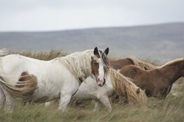 Kun je heerlijk wandelen in Kennemerland?