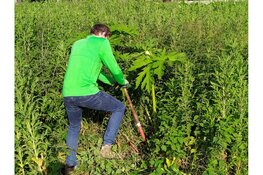 Strijd mee tegen de Reuzen Berenklauw!