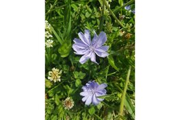 Het is volop zomer in Park Assumburg